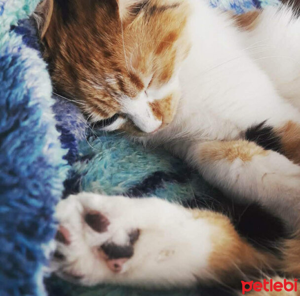 Norwegian Forest, Kedi  Maya fotoğrafı