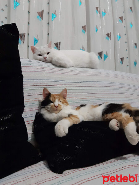 Norwegian Forest, Kedi  Maya fotoğrafı