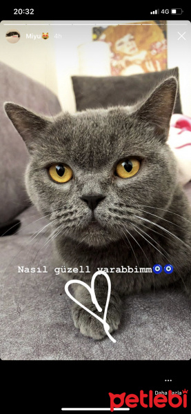 British Shorthair, Kedi  Miyu fotoğrafı