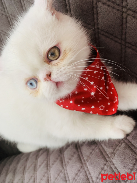 Exotic Shorthair, Kedi  Casper fotoğrafı