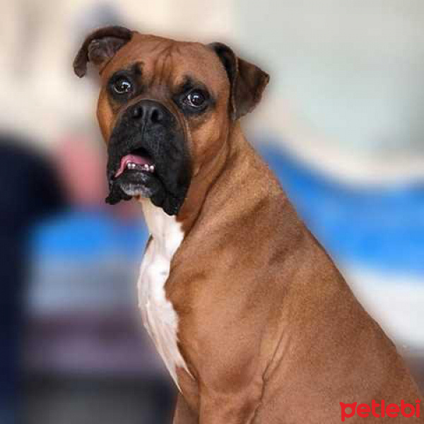 Boxer, Köpek  ZED fotoğrafı