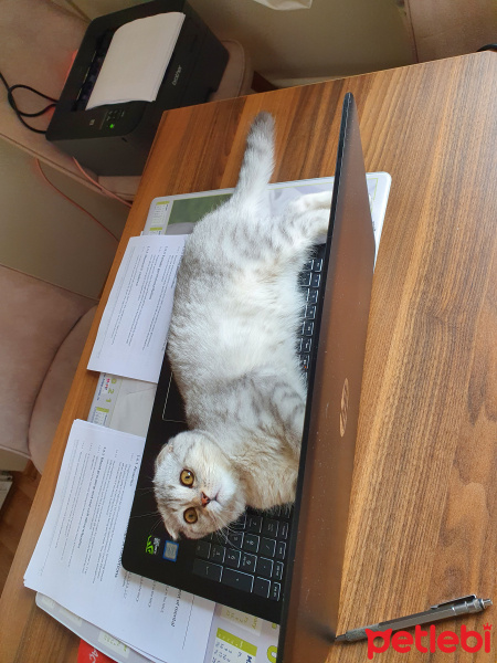 Scottish Fold, Kedi  ÇAKIL fotoğrafı