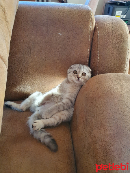 Scottish Fold, Kedi  ÇAKIL fotoğrafı