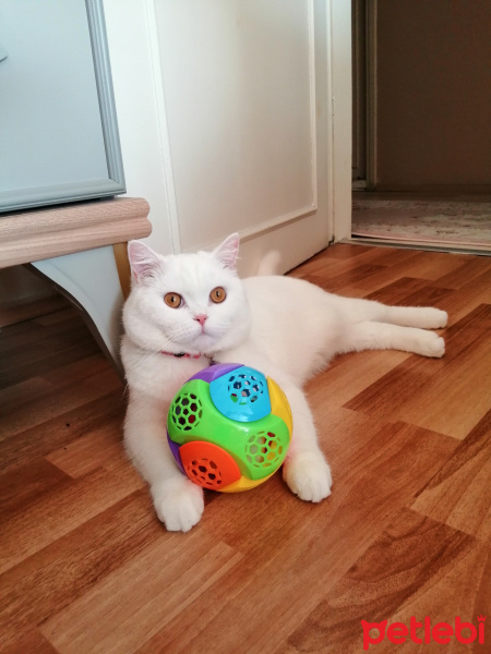 British Shorthair, Kedi  Diego fotoğrafı