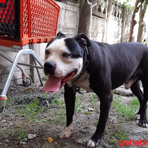 Amerikan Pitbull Terrier, Köpek  Ares fotoğrafı