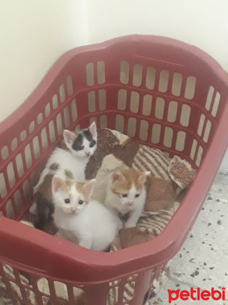Tekir Kedi, Kedi  Tekir fotoğrafı