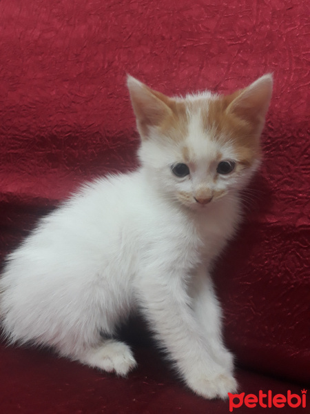 Tekir Kedi, Kedi  Tekir fotoğrafı