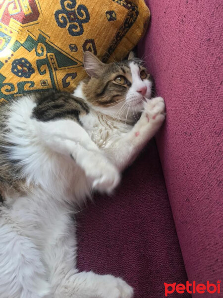 Tekir Kedi, Kedi  Yumak fotoğrafı