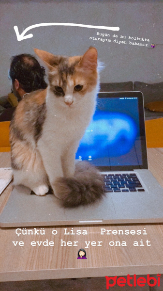 Tekir Kedi, Kedi  Lisa fotoğrafı