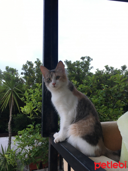 Tekir Kedi, Kedi  Lisa fotoğrafı