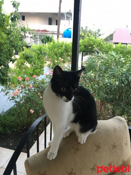 Tekir Kedi, Kedi  Mona fotoğrafı