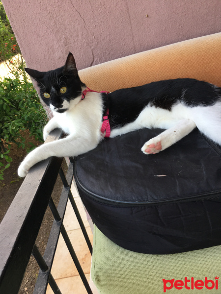 Tekir Kedi, Kedi  Mona fotoğrafı