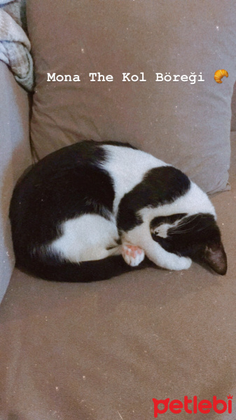 Tekir Kedi, Kedi  Mona fotoğrafı