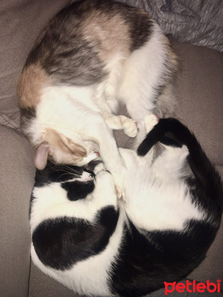 Tekir Kedi, Kedi  Mona fotoğrafı