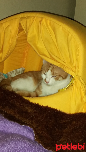 Sarman, Kedi  NAZAR fotoğrafı