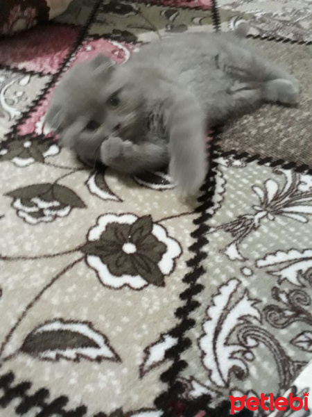 Scottish Fold, Kedi  Boncuk fotoğrafı