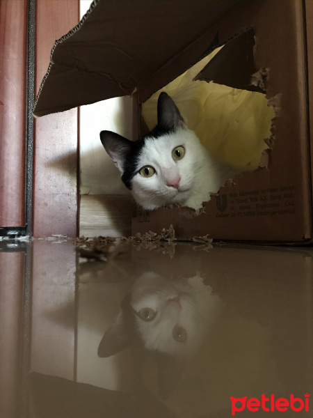 Tuxedo (Smokin) Kedi, Kedi  Pakize fotoğrafı