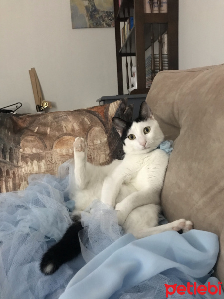 Tuxedo (Smokin) Kedi, Kedi  Pakize fotoğrafı