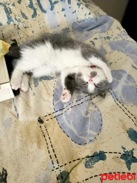 Scottish Fold, Kedi  Zeus fotoğrafı