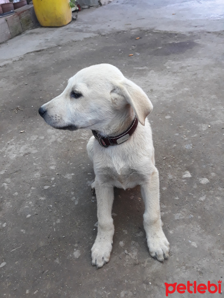 Sokö (Sokak Köpeği), Köpek  Pamuk fotoğrafı