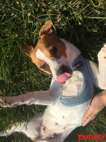 Jack Russell Terrier, Köpek  Kahve fotoğrafı