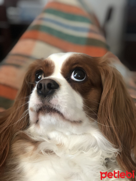 Cavalier King Charles Spanieli, Köpek  Tarçın fotoğrafı