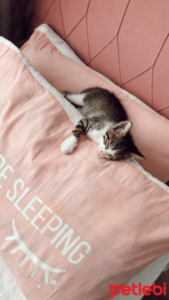 Tekir Kedi, Kedi  KETE fotoğrafı