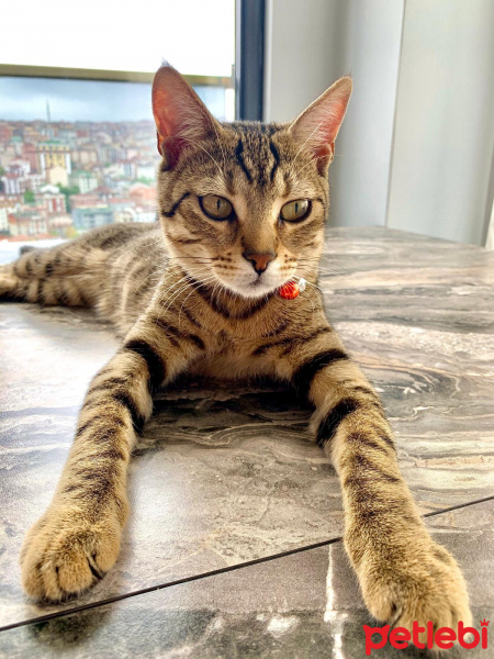 Tekir Kedi, Kedi  HERA fotoğrafı