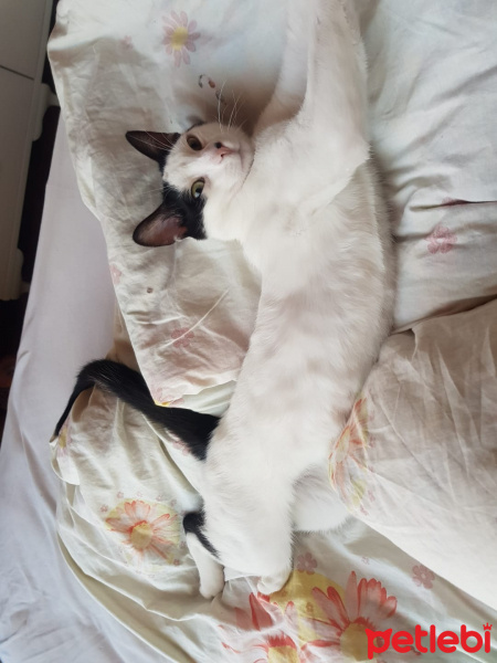 Tekir Kedi, Kedi  Nedjem fotoğrafı