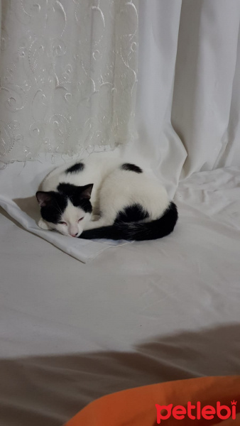 Tekir Kedi, Kedi  Nedjem fotoğrafı