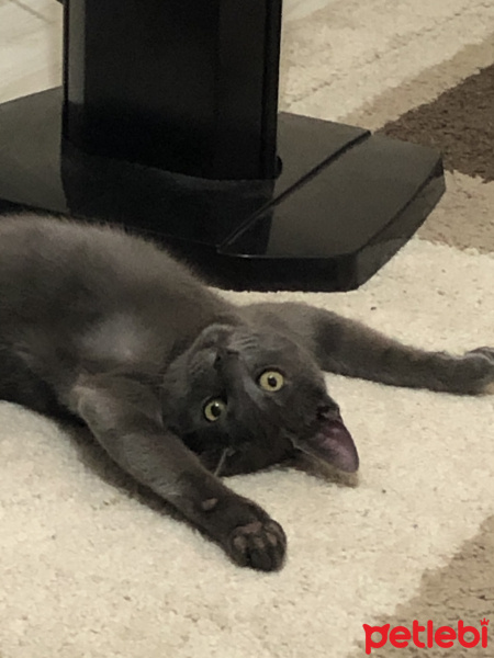 Mavi Rus, Kedi  Baron fotoğrafı