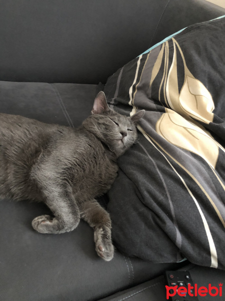 Mavi Rus, Kedi  Baron fotoğrafı