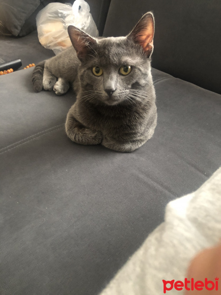 Mavi Rus, Kedi  Baron fotoğrafı