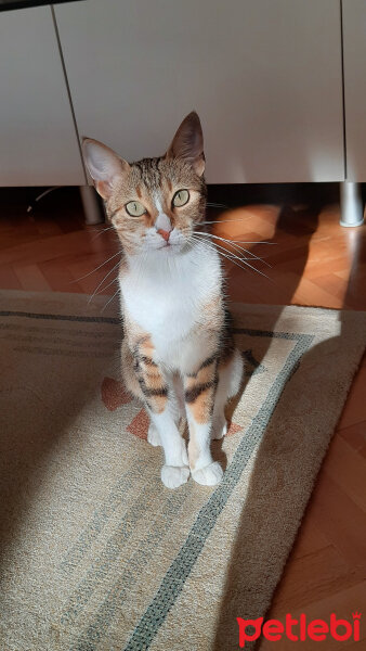 Tekir Kedi, Kedi  Üzüm fotoğrafı