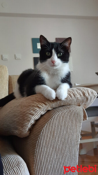 Tuxedo (Smokin) Kedi, Kedi  Mario fotoğrafı