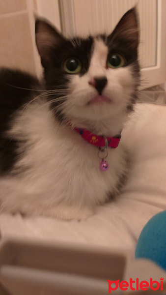 Tuxedo (Smokin) Kedi, Kedi  Mia fotoğrafı