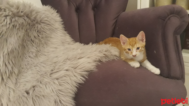 Sarman, Kedi  Portakal fotoğrafı