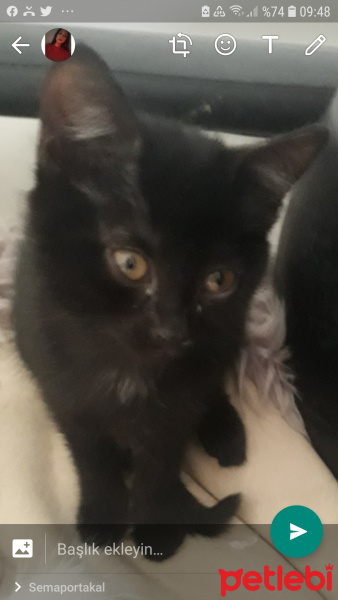 Bombay, Kedi  Zeytin fotoğrafı