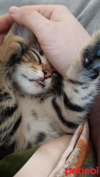 Tekir Kedi, Kedi  Rüzgar fotoğrafı