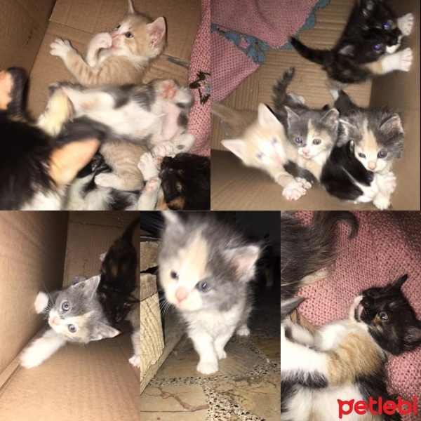 Ankara Kedisi, Kedi  no name fotoğrafı