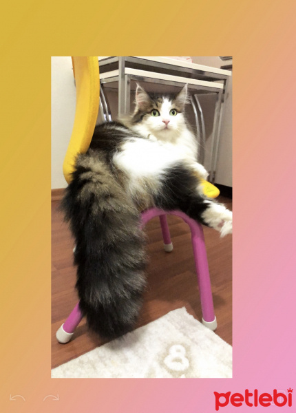 Ragamuffin, Kedi  Prenses fotoğrafı