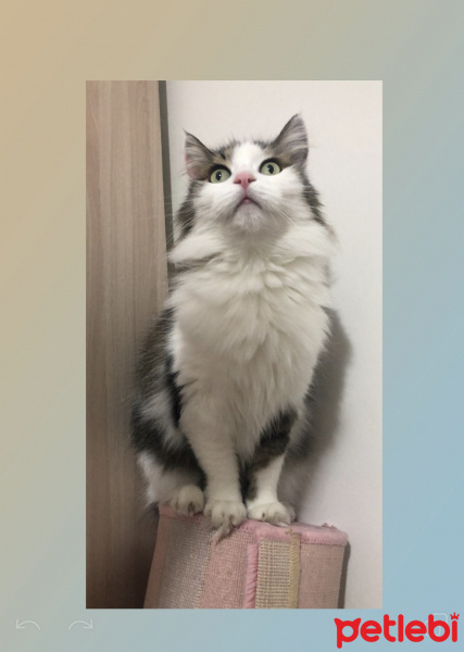 Ragamuffin, Kedi  Prenses fotoğrafı