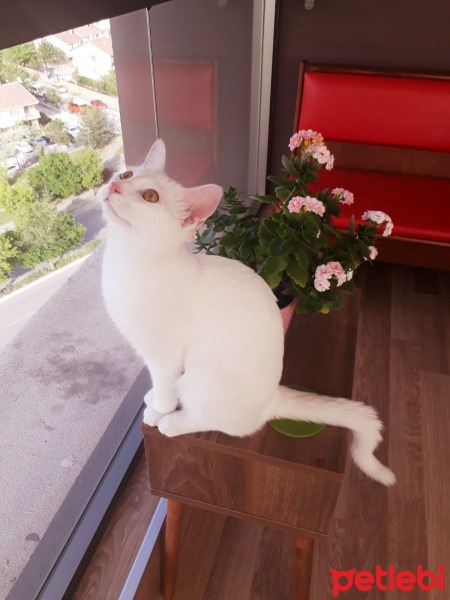Van Kedisi, Kedi  Wesley fotoğrafı