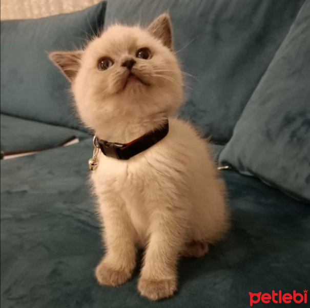 British Shorthair, Kedi  Sütlaç fotoğrafı