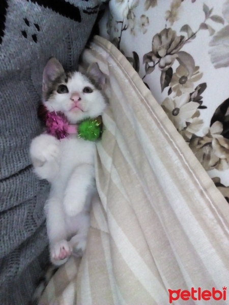 Tekir Kedi, Kedi  ŞANS fotoğrafı