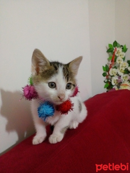 Tekir Kedi, Kedi  ŞANS fotoğrafı