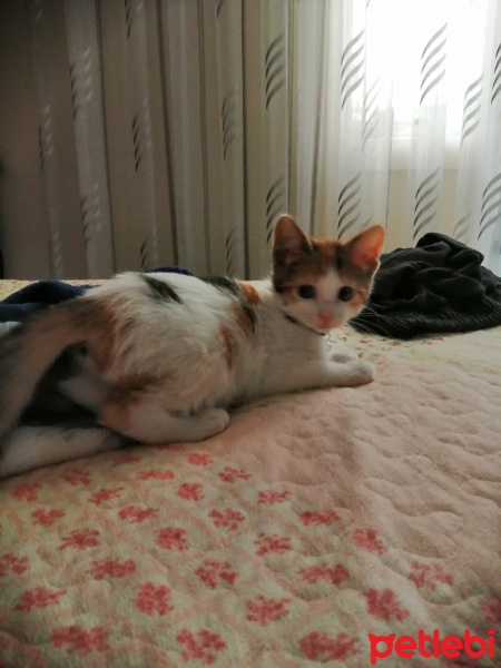 Tekir Kedi, Kedi  Suzi fotoğrafı