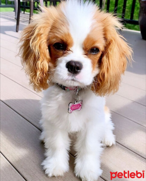 Cavalier King Charles Spanieli, Köpek  bella'm fotoğrafı