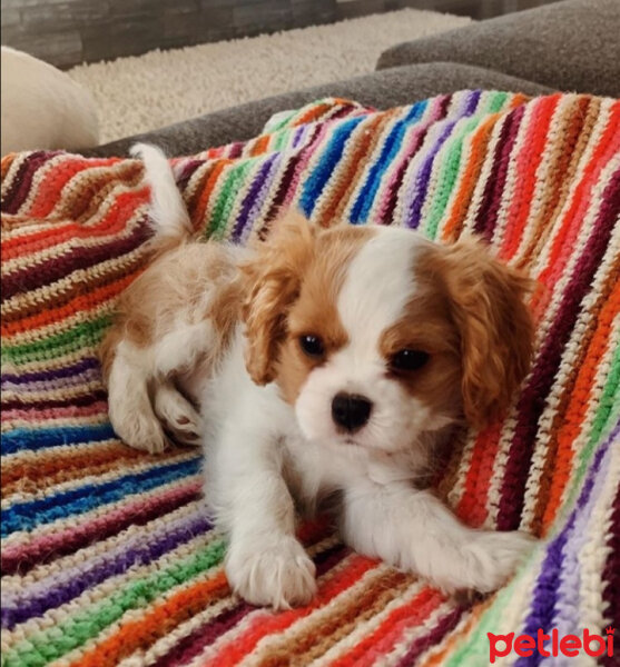 Cavalier King Charles Spanieli, Köpek  bella'm fotoğrafı