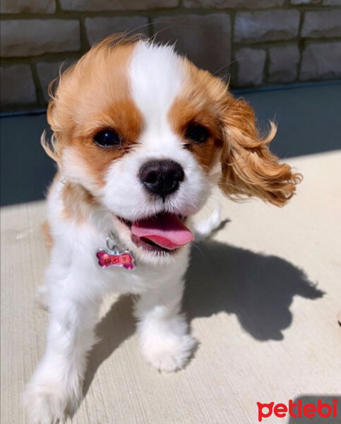 Cavalier King Charles Spanieli, Köpek  bella'm fotoğrafı